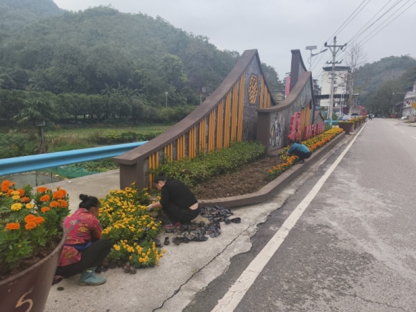 開展綠化補(bǔ)栽、鮮花布置工作。姜家鎮(zhèn)供圖