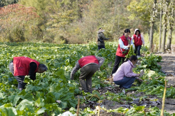 豐都縣首批高山早市青菜頭上市。劉先華攝