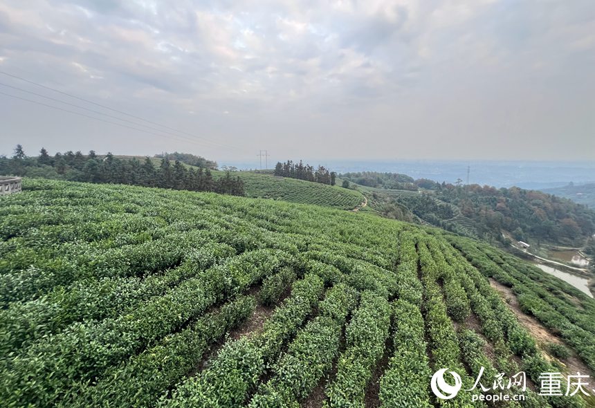 石橋鎮(zhèn)的萬畝茶海。人民網(wǎng)記者 胡虹攝
