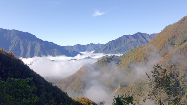 沿途云海和彩葉相融。任峰攝
