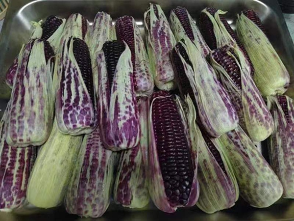黑玉米。姜家鎮(zhèn)供圖