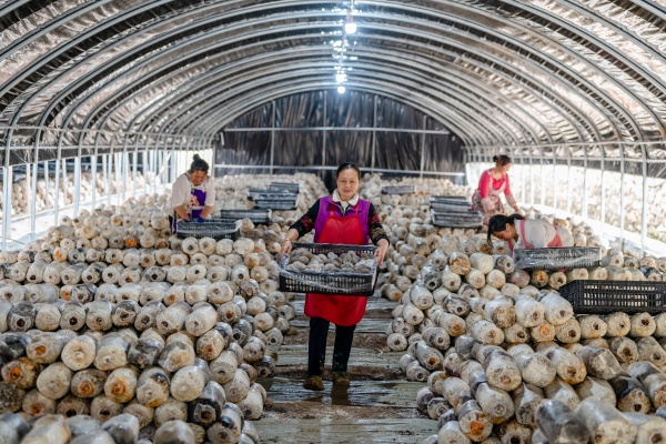 周溪鄉(xiāng)鹿坪村食用菌基地。唐小江攝