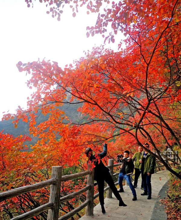 游客拍照打卡巫山紅葉。巫山縣委宣傳部供圖