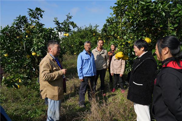 專家為柚農(nóng)開展柚樹管護技術指導。周旋攝
