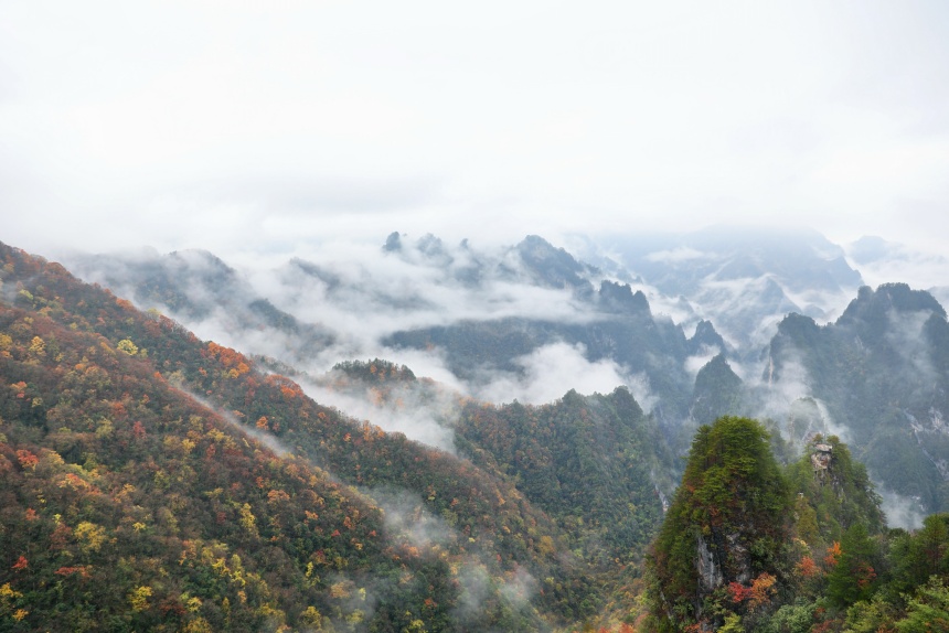 亢家寨景區(qū)彩林與山間云海。任峰攝