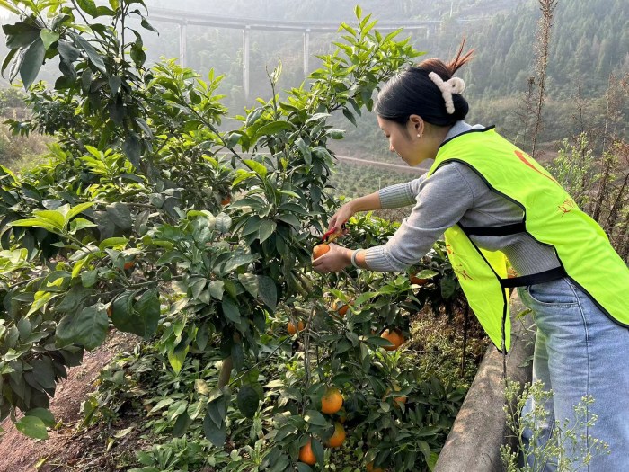 志愿者在采摘愛媛果凍橙。古路鎮(zhèn)供圖