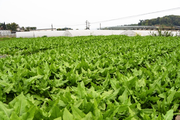 長勢喜人的生態(tài)蔬菜。洛磧鎮(zhèn)供圖