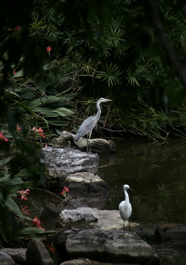 成群的白鷺在公園棲息。成群的白鷺在此棲息