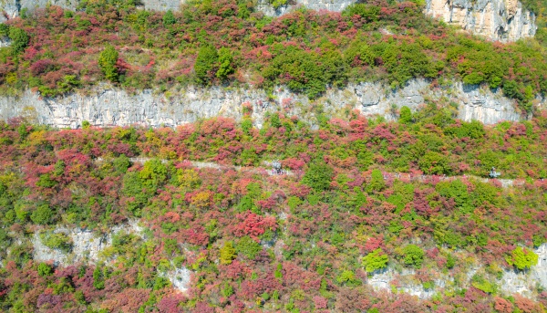 巫峽·神女景區(qū)紅葉正紅。熊威攝