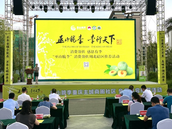 2023年7月22日，巫山脆李赴縉云 “李”行天下振鄉(xiāng)村 2023北碚區(qū)精準助農(nóng)推介會舉行。 羅丹攝