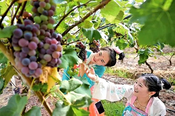 游客體驗采摘樂趣。璧山區(qū)委宣傳部供圖