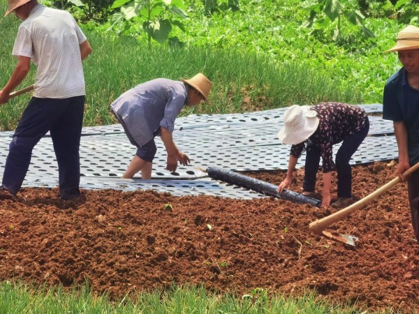 群眾開展覆膜法蔥花種植。龍洞鎮(zhèn)供圖