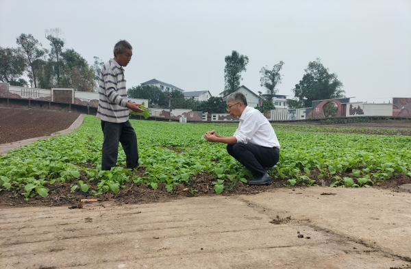 重慶市人大代表和種植戶研究榨菜種植。受訪者供圖