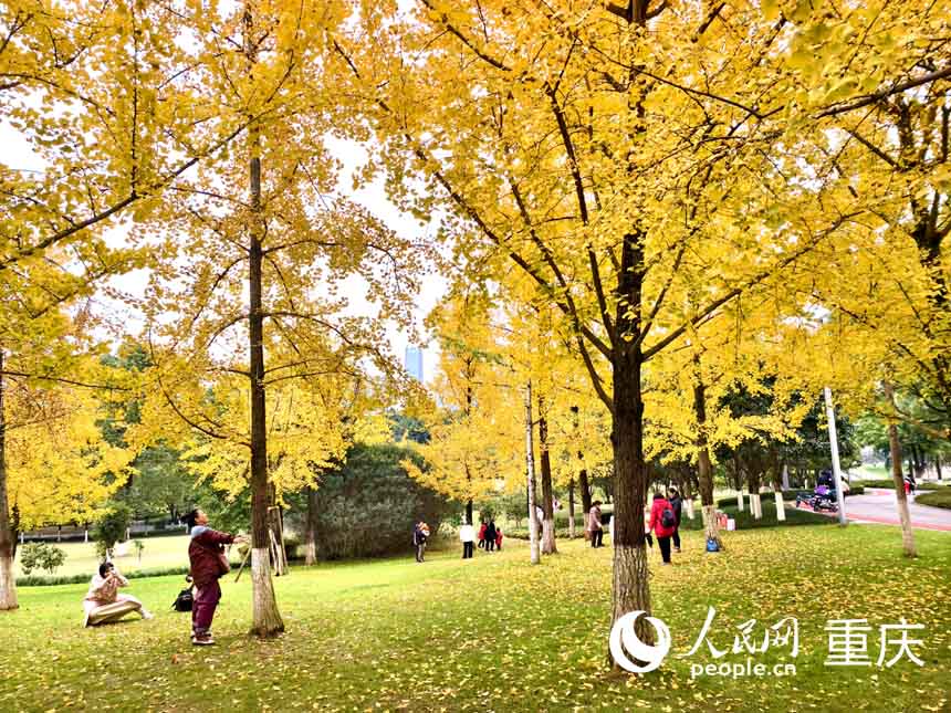渝北區(qū)中央公園，市民穿梭在銀杏林中捕捉美景。人民網(wǎng) 陳琦攝