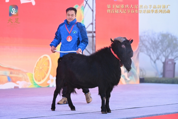 楊必勝養(yǎng)殖的母羊奪得“羊后”稱號。主辦方供圖