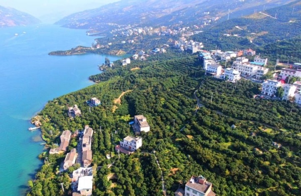 奉節(jié)臍橙果園。奉節(jié)縣融媒體中心供圖