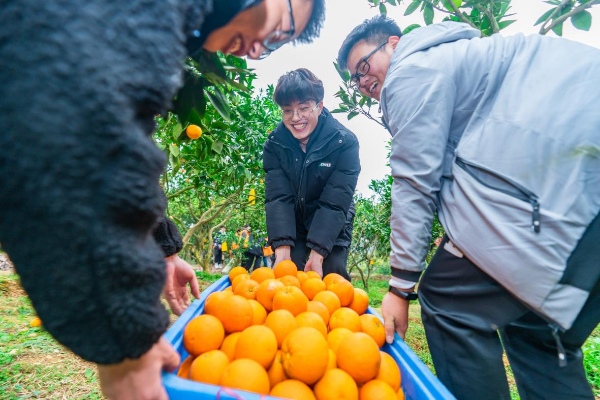 柑橘采摘節(jié)。重慶工商職業(yè)學院供圖