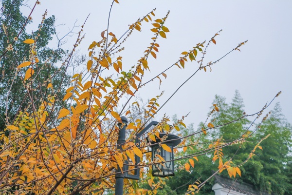 大渡口區(qū)梅花開了。大渡口區(qū)融媒體中心供圖
