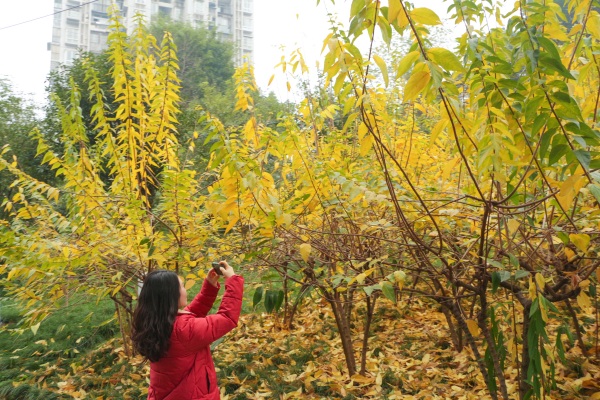 新港公園游客打卡梅花。大渡口區(qū)融媒體中心供圖