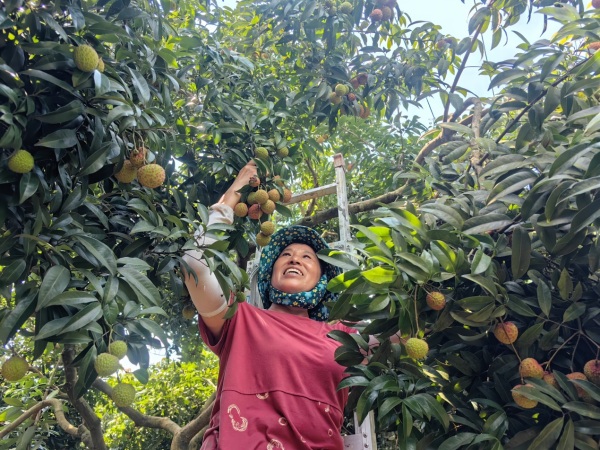 果農(nóng)采收荔枝。南沱鎮(zhèn)供圖