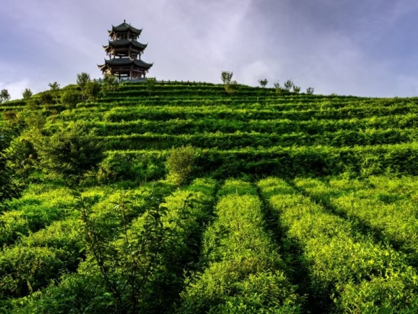 荔枝街道風(fēng)景。荔枝街道供圖