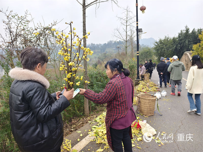 重慶市北碚區(qū)靜觀鎮(zhèn)，當(dāng)?shù)卮迕裾谑圪u蠟梅花束。人民網(wǎng) 陳琦攝