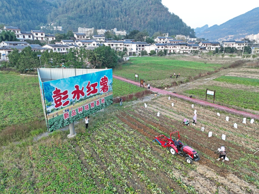 彭水紅薯新品種培育基地。彭水縣委宣傳部供圖