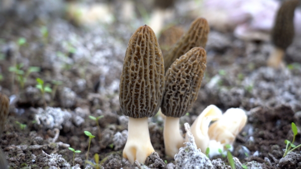 破土而出的羊肚菌。大足區(qū)融媒體中心供圖