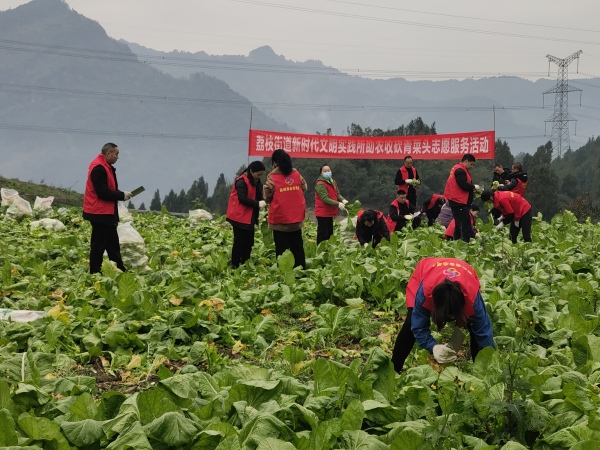助農(nóng)收砍青菜頭。袁曉露攝