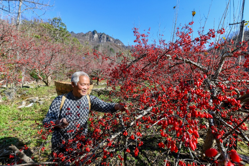 村民采摘山茱萸（資料圖）。陳飛攝
