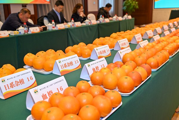 參評果品豐富多樣。付作僑攝