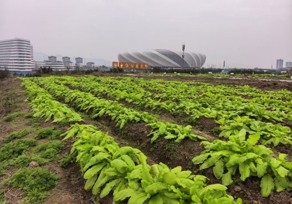 “士繼書香農(nóng)場”種植的蘿卜。重慶理工大學供圖