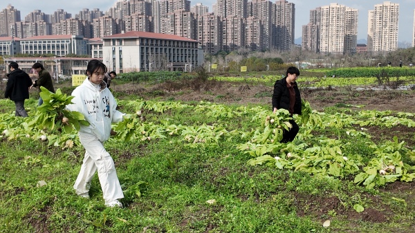 采摘現(xiàn)場。重慶理工大學供圖