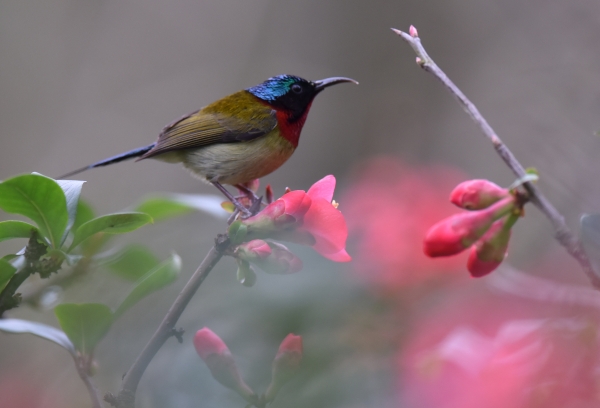 涪陵區(qū)白鶴森林公園內(nèi)海棠花開。黃河攝