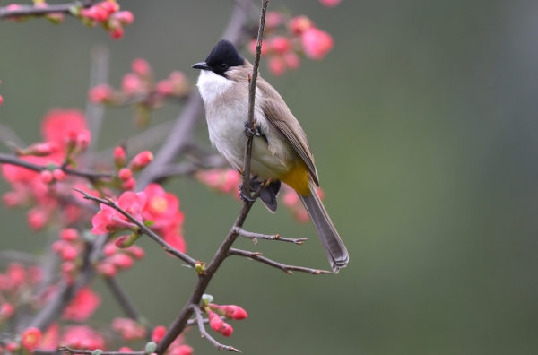涪陵區(qū)白鶴森林公園內(nèi)海棠花開。黃河攝