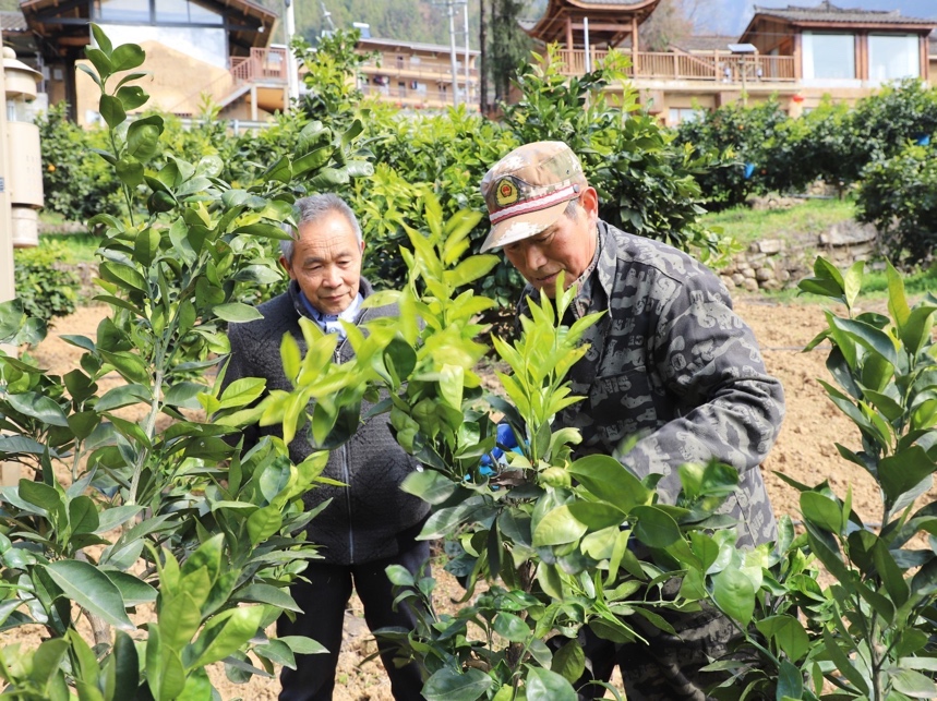 毛相林與農(nóng)技人員探討柑橘種植中遇到的問(wèn)題。魯作炳攝