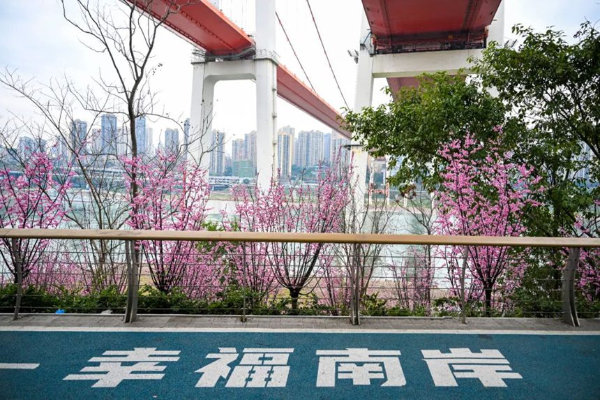 雅巴洞江灘步道千株梅花沿城而植。崔景印攝