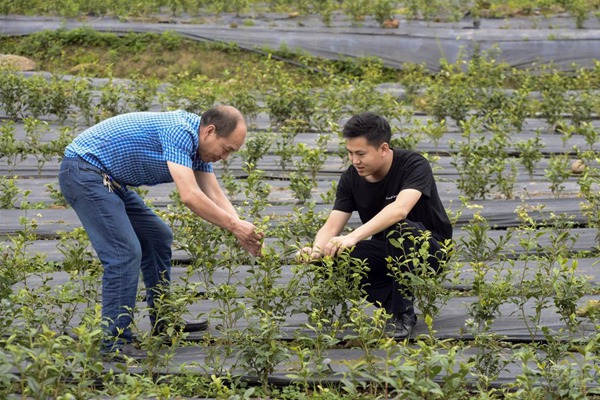 圖為成少科（右）與專家共探茶苗病害防治，科技為傳統(tǒng)產(chǎn)業(yè)插上翅膀。重慶移動供圖