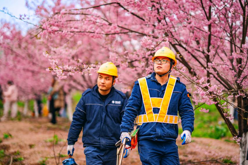 2月25日，在榮昌峰高街道金銀村，國網(wǎng)重慶永川供電公司大力促進(jìn)“電力+文旅”融合，對櫻花園春灌用電進(jìn)行全面檢查維護(hù)，同時(shí)向游客宣講保護(hù)電力設(shè)施知識。賴小龍攝