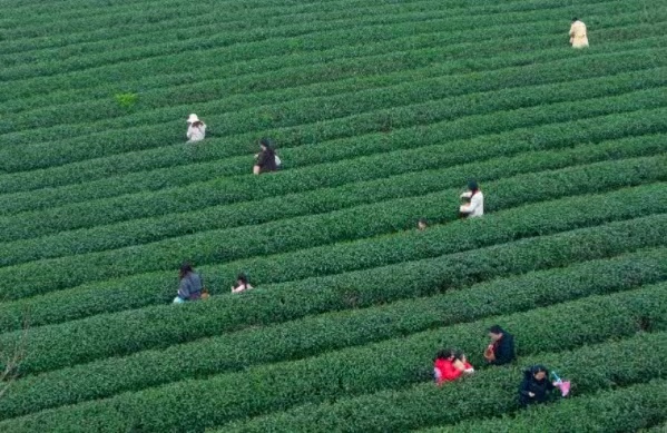 春茶開采，市民游客進入茶園體驗采茶樂趣。劉紀(jì)湄攝