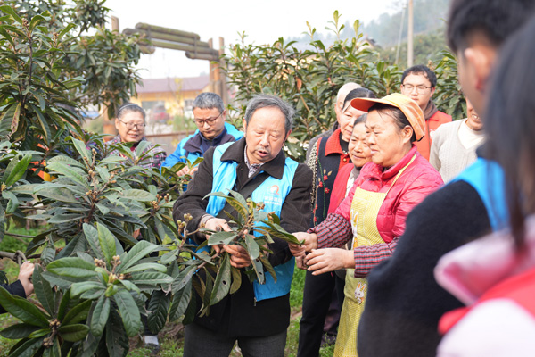西南大學的教師志愿者李曉林給種植戶講解枇杷疏果套袋技術(shù)。西南大學供圖