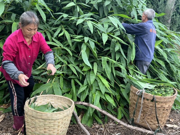 麻竹豐收。榮昌區(qū)林業(yè)局供圖