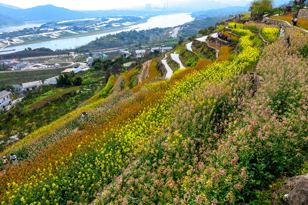 五彩梯田春日和煦。跳磴鎮(zhèn)供圖