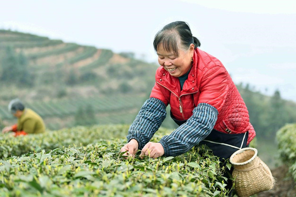 村民在新農(nóng)村茶山上采摘新茶。郭又嘉攝