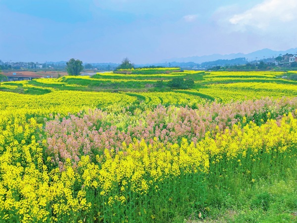 彩色油菜花海。景區(qū)供圖
