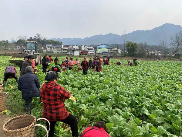 達(dá)州市新芽村的農(nóng)戶砍收青菜頭。重慶市供銷合作總社供圖