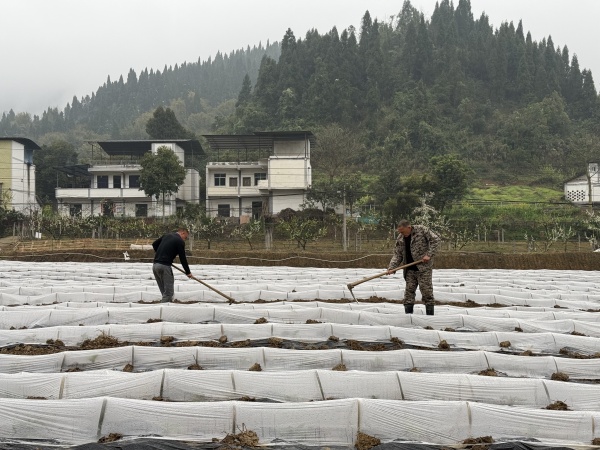 彭達春正在管護蔬菜地。成蓉攝
