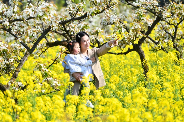 永新鎮(zhèn)萬畝梨花盛開。綦江融媒體中心供圖