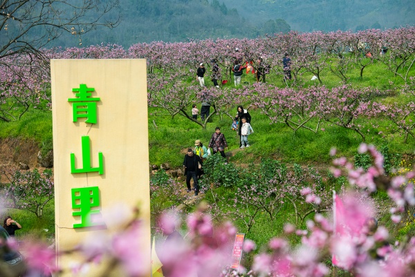 市民在果園里暢游。冉孟軍攝