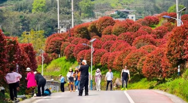 紅葉石楠盛放。郭旭攝